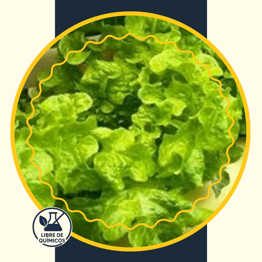 Green Oak Leaf Lettuce 100g