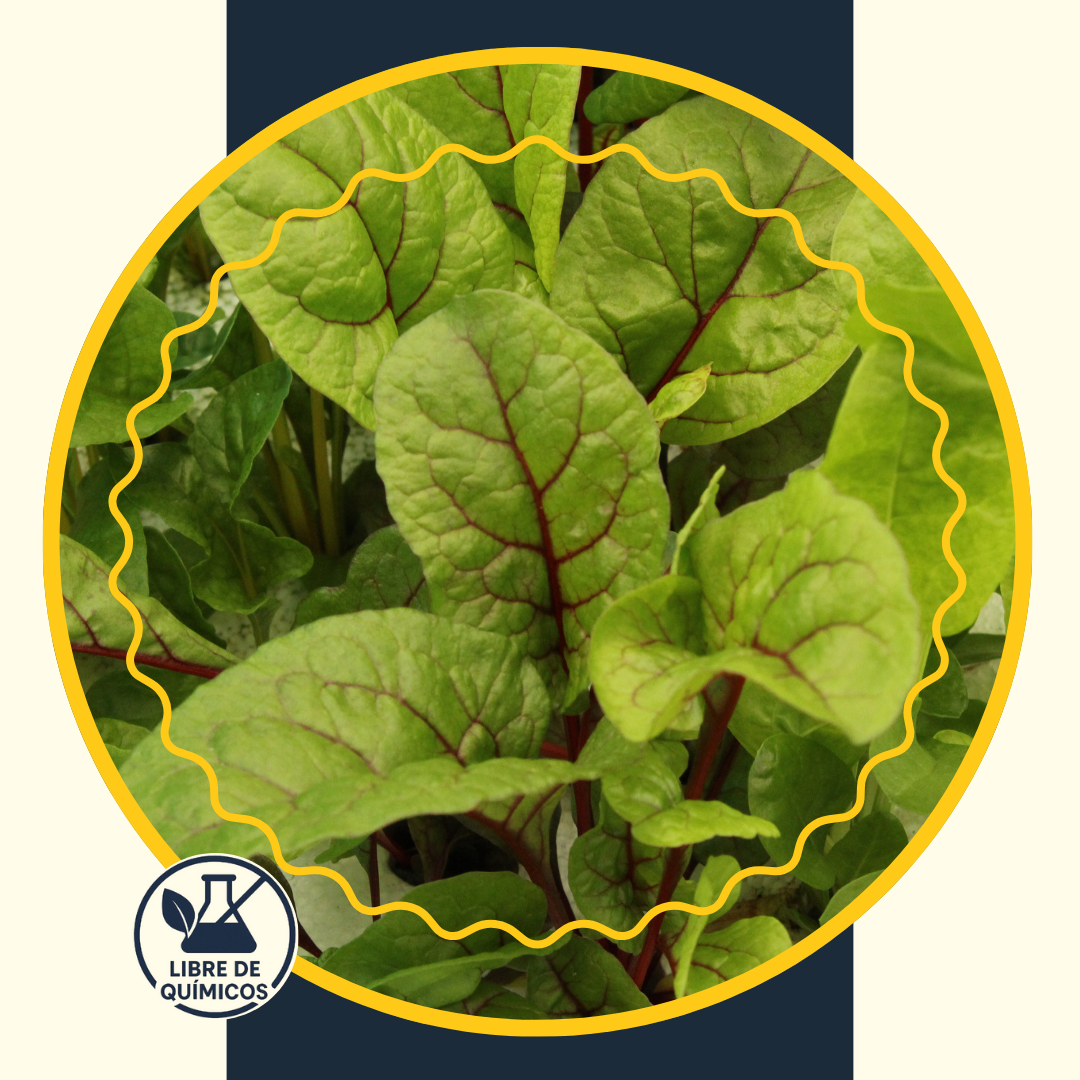 Red Swiss Chard 200g
