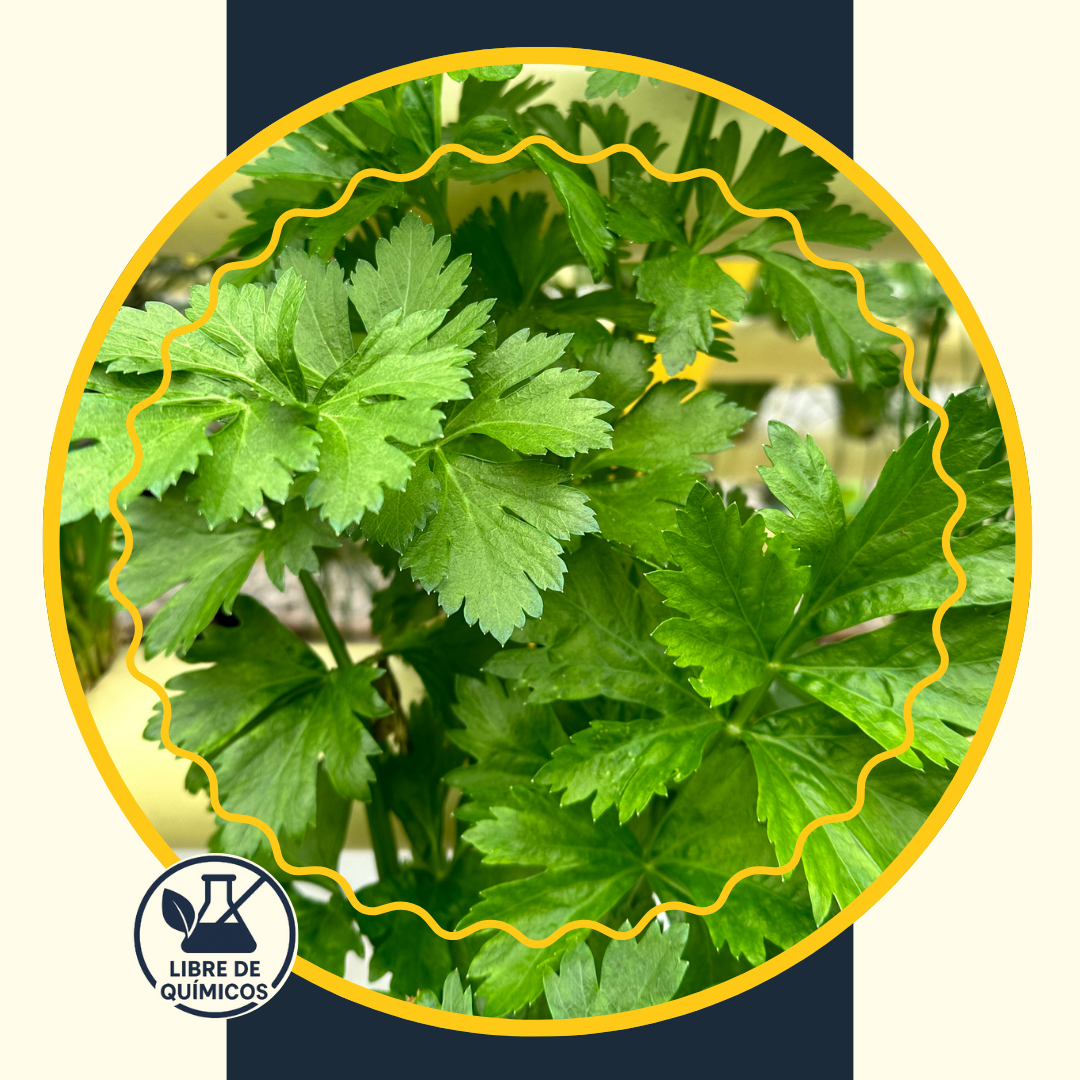 Celery 500g