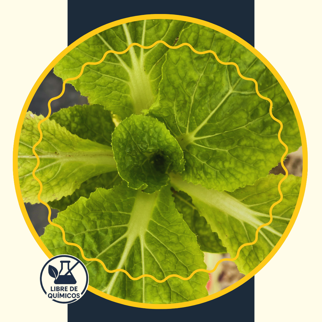 Chinese Cabbage 60g
