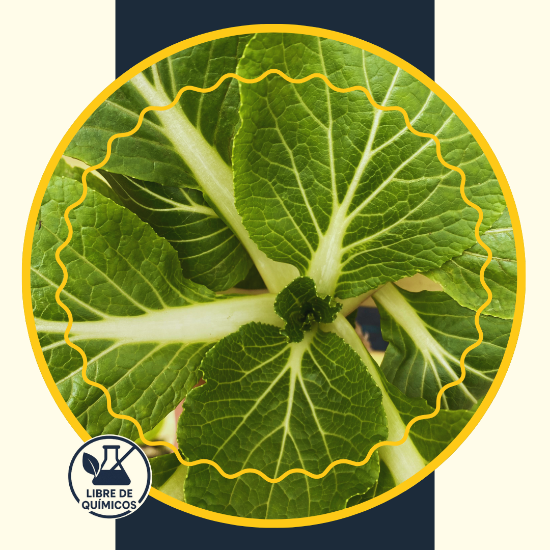 Chinese Chard 60g