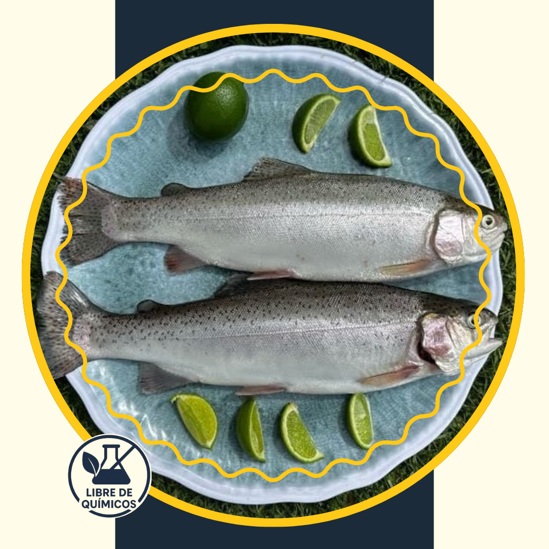 Rainbow Trout 500g