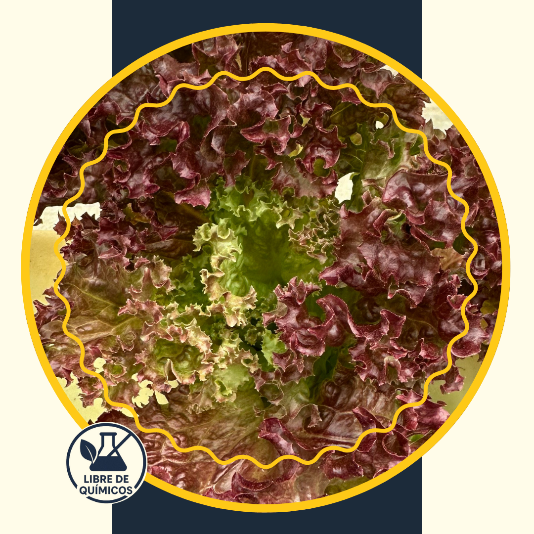 Purple Curly Lettuce 100g