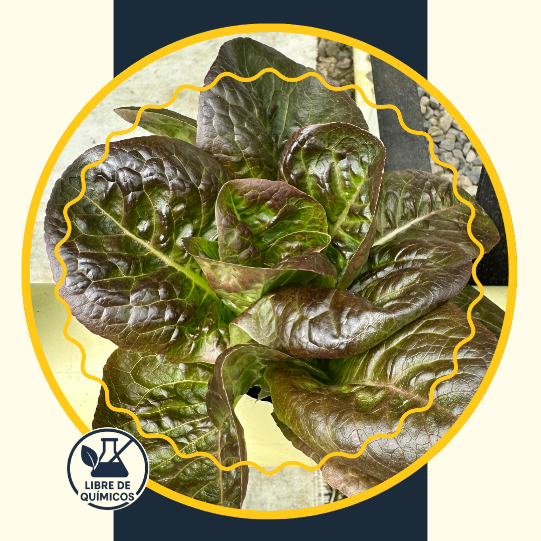 Purple Heart Lettuce 100g