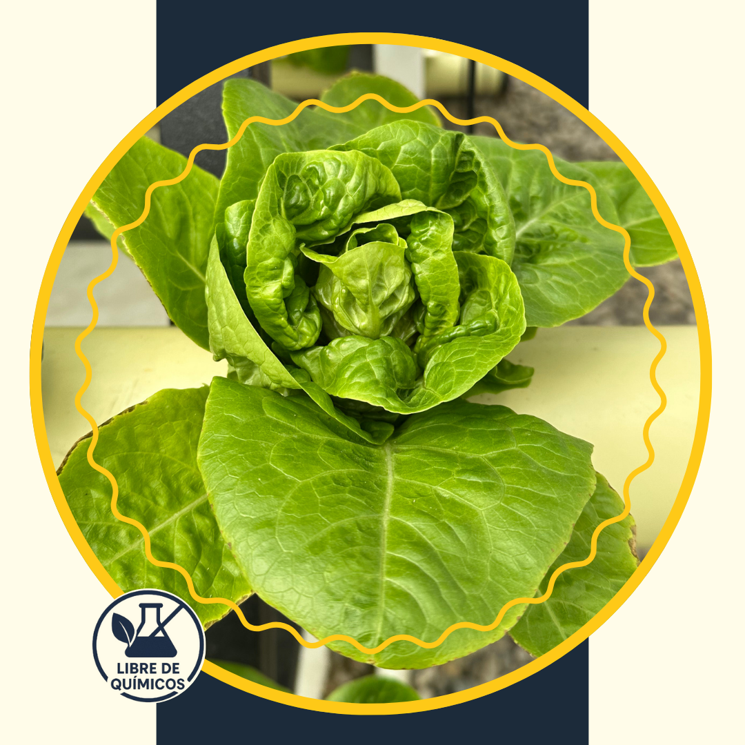 Green Heart Lettuce 100g