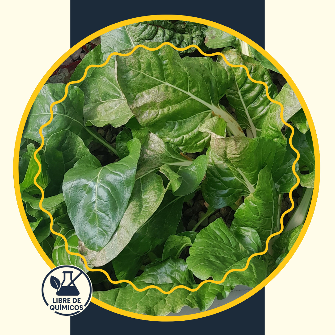 Common Swiss Chard 100g