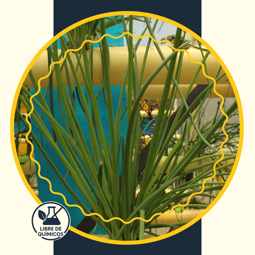 Chives 50g