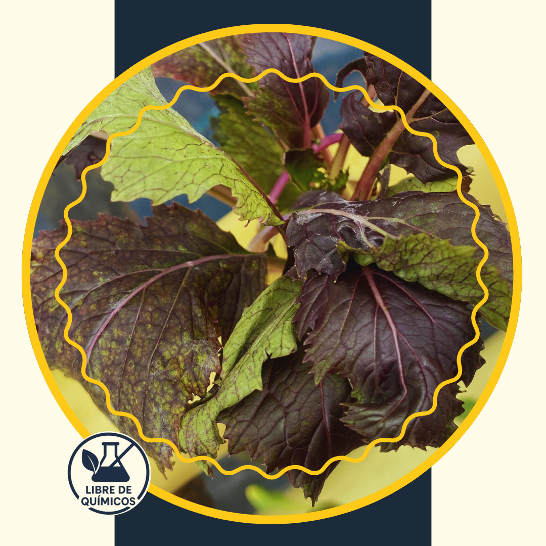 Mizuna Velvet 60g