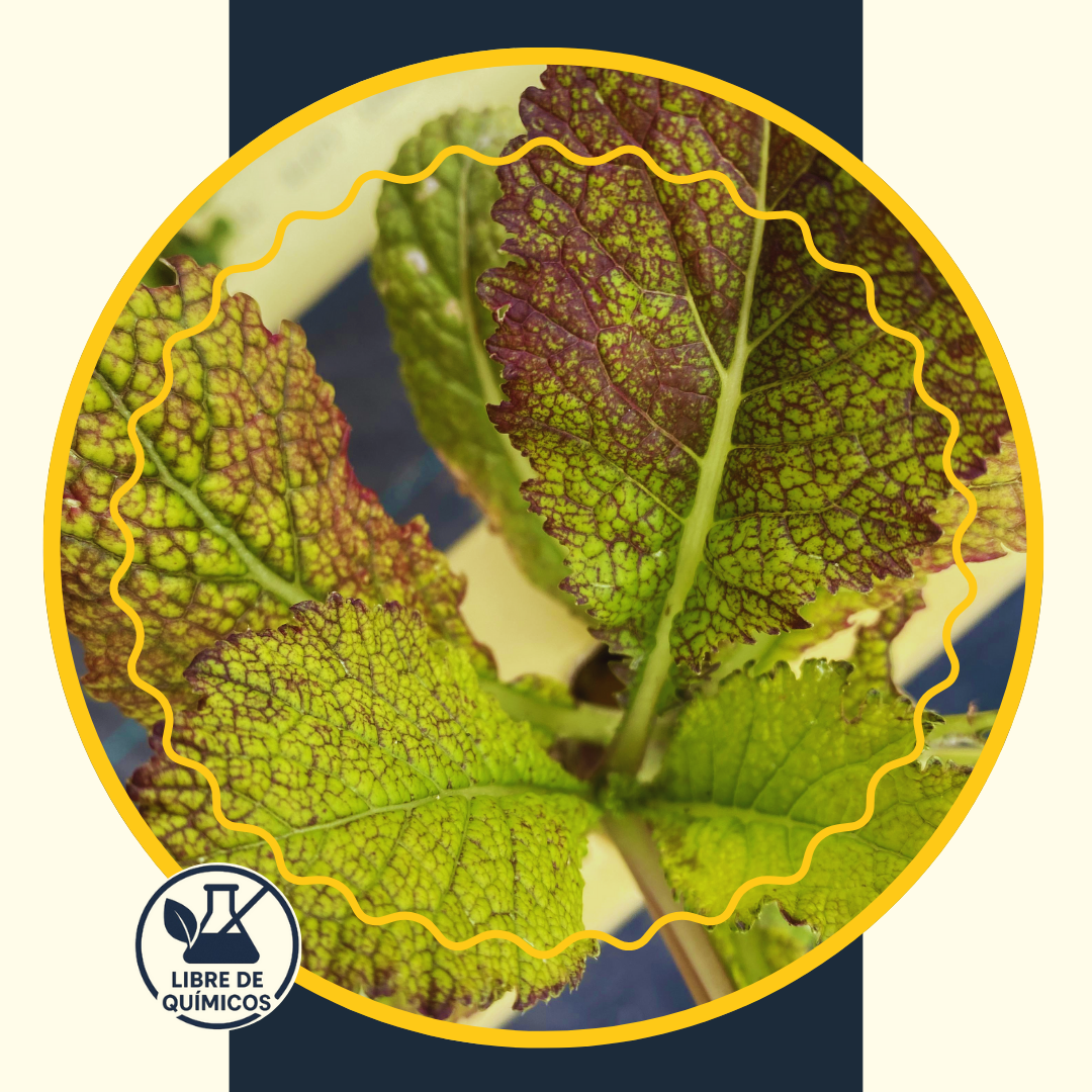 Red Mustard 60g