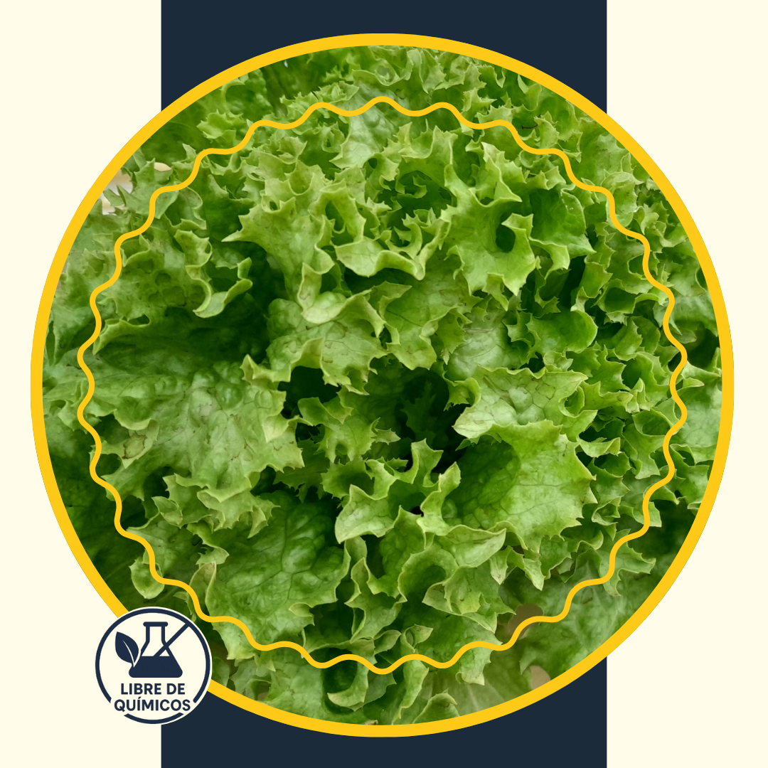 Green Curly Lettuce 100g