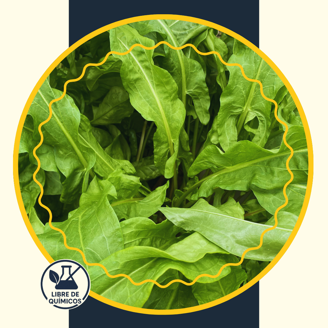 Sorrel Lettuce 100g
