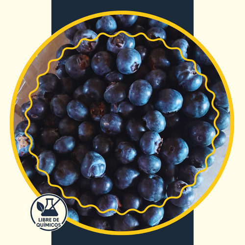 Arándanos de Primera 500g
