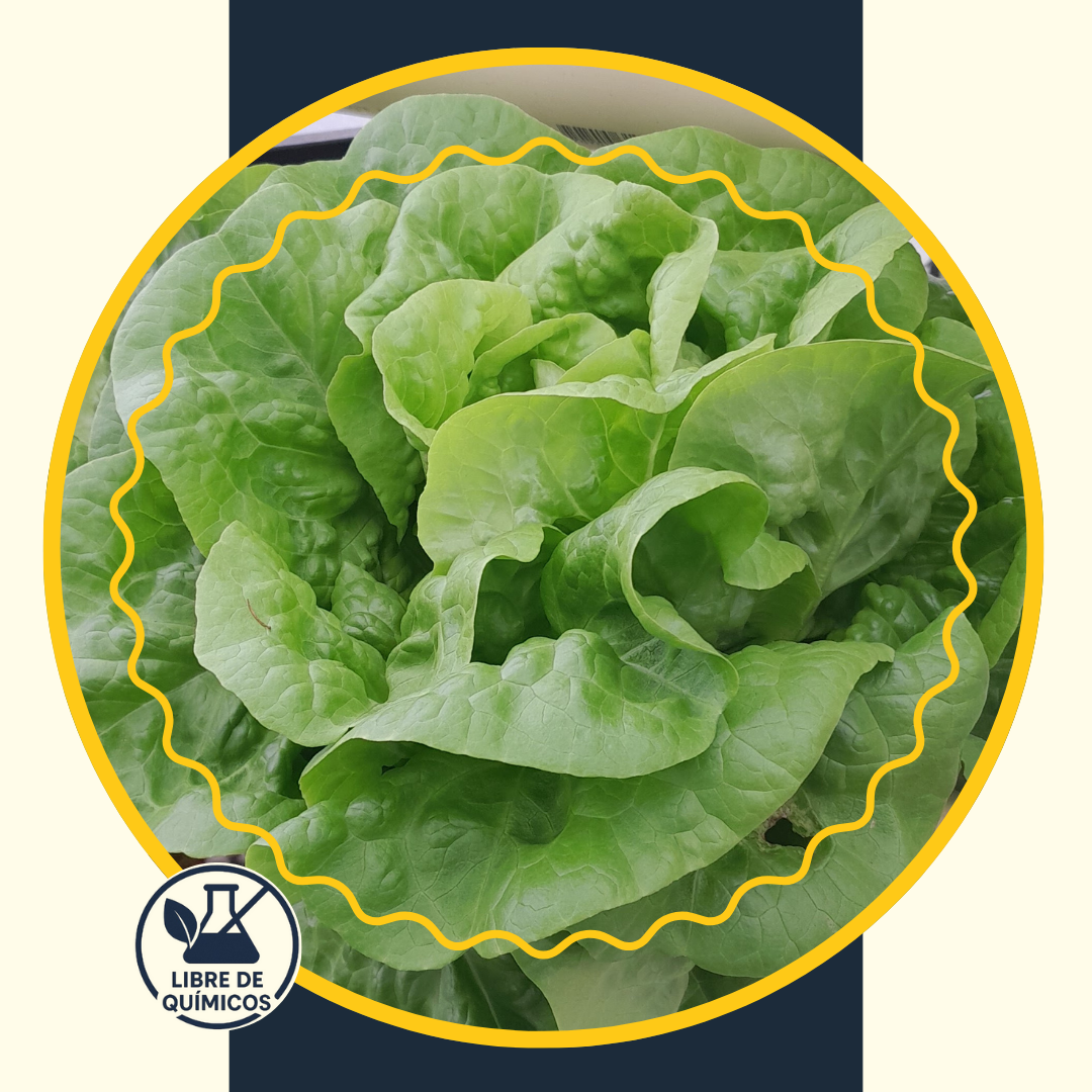 Green Smooth Lettuce 100g