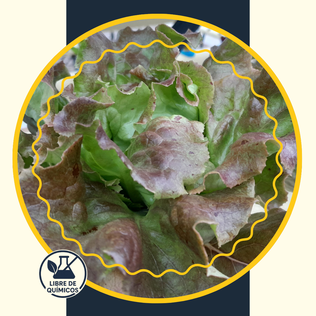Purple Smooth Lettuce 100g