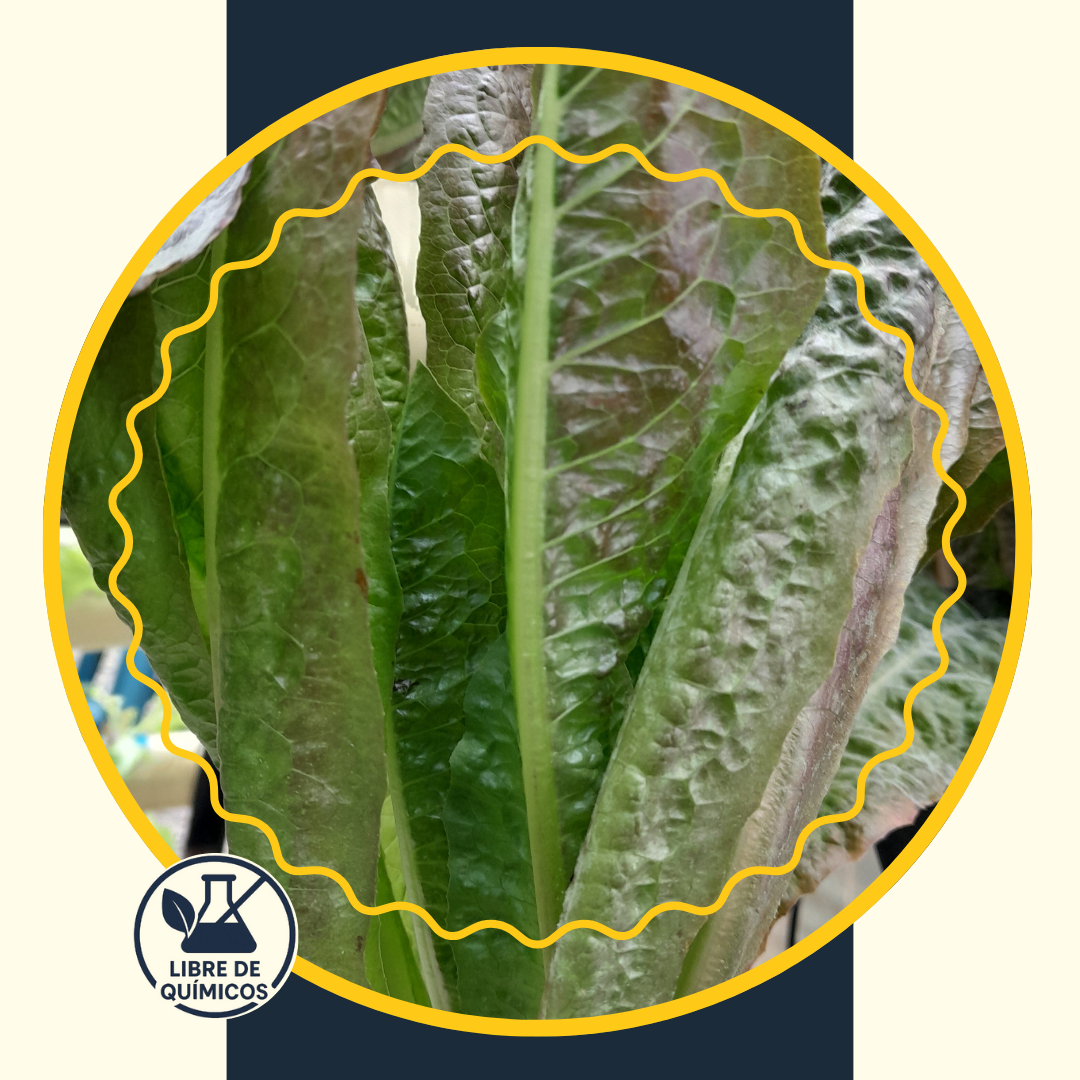 Red Romaine Lettuce 100g