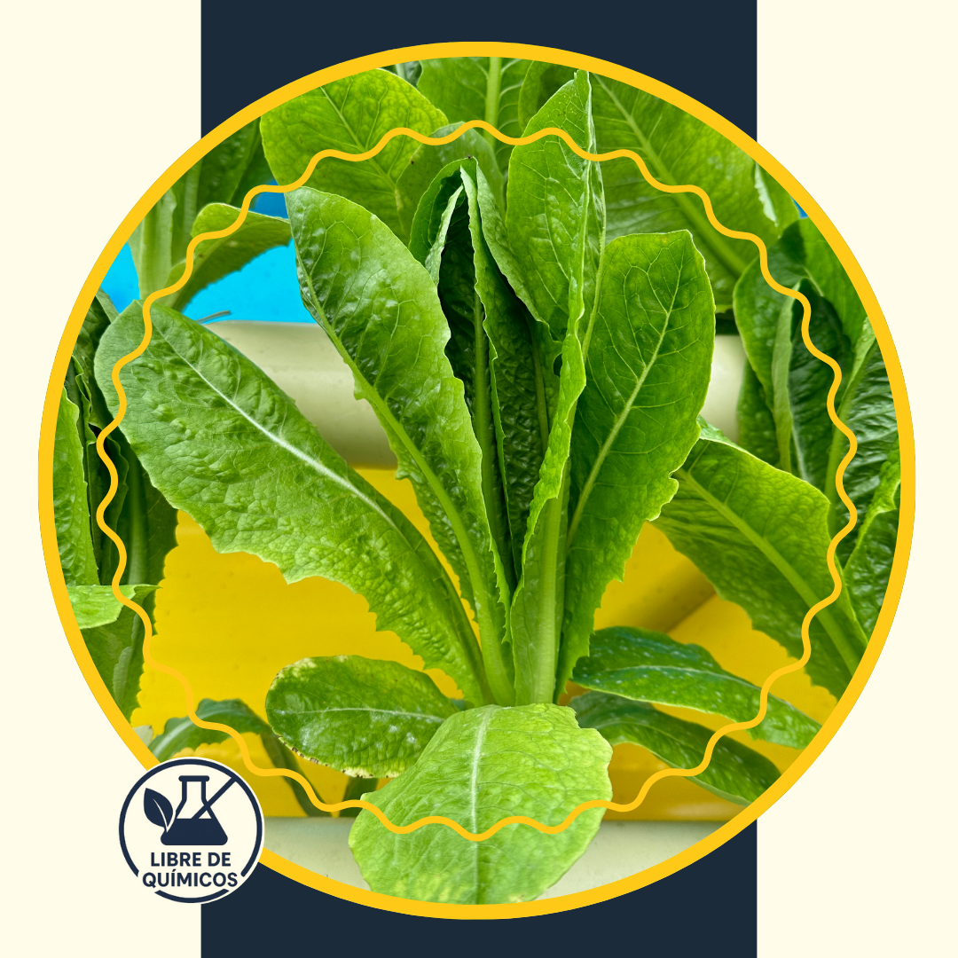 Green Romaine Lettuce 100g