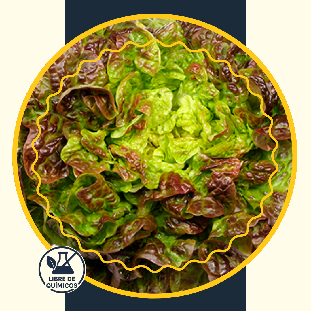 Purple Oak Leaf Lettuce 100g